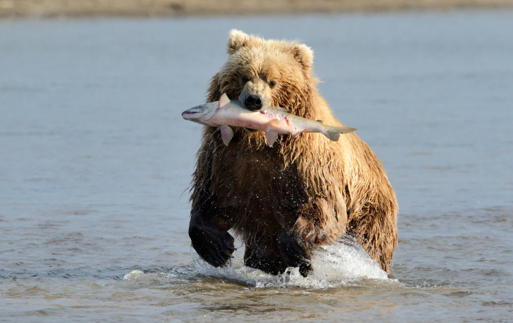 boon for grizzly bears nyt​