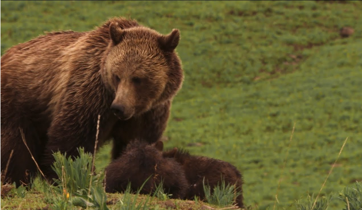 boon for grizzly bears nyt