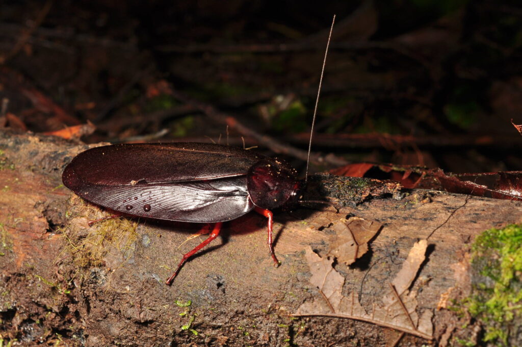 Scientific Name for the Largest Cockroach