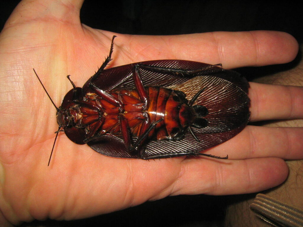 Scientific Name for the Largest Cockroach