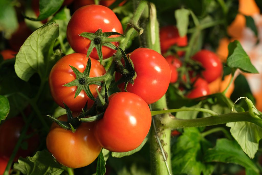 Kid Fact Sheet: Tomato Seed Success